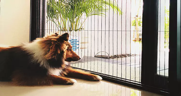 Sliding Screen Pet Door Repair in Saratoga, CA