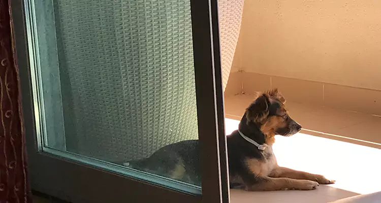 French Door Pet Screen Repair in Saratoga, CA